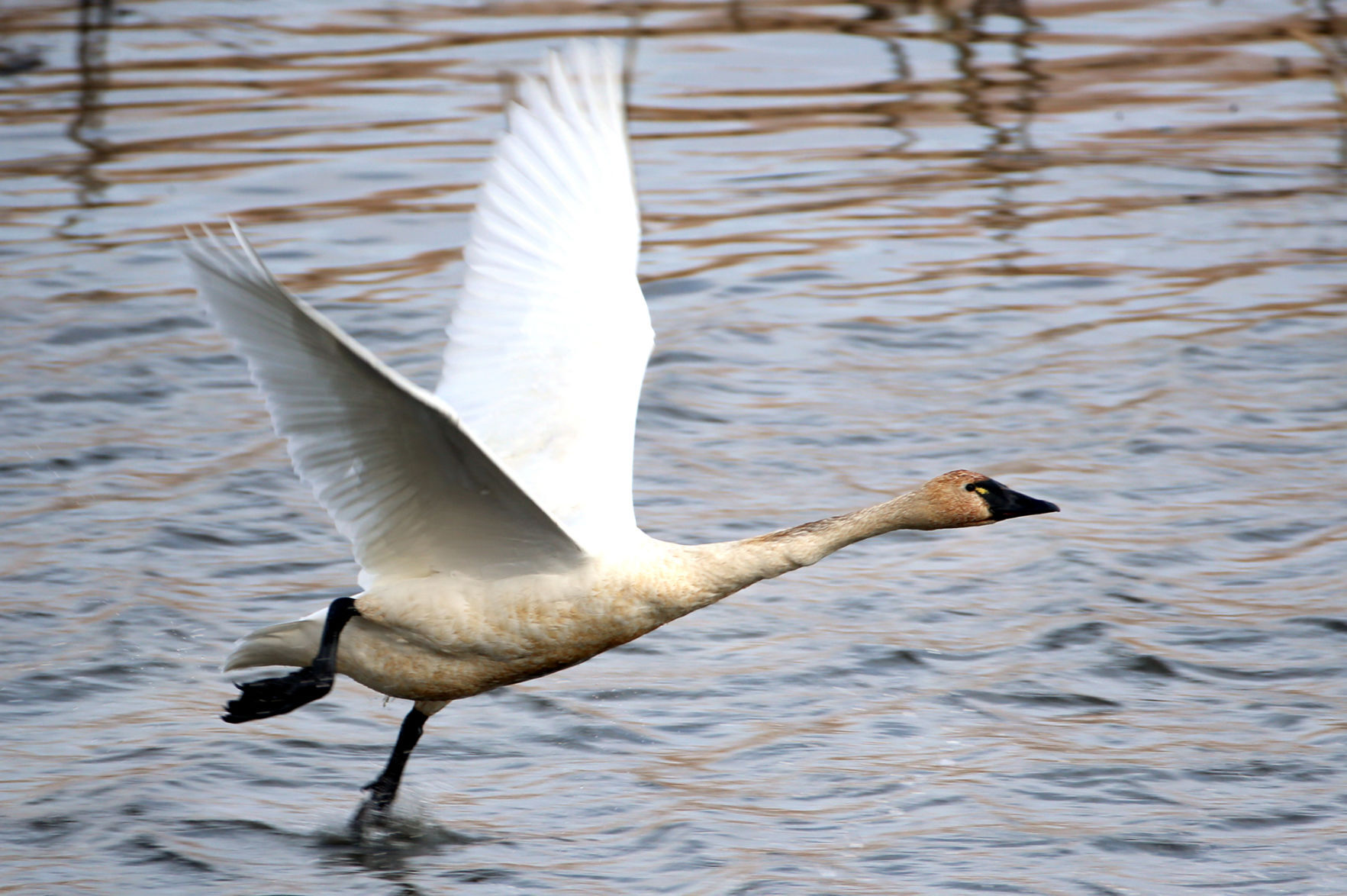 Tundra swan migration